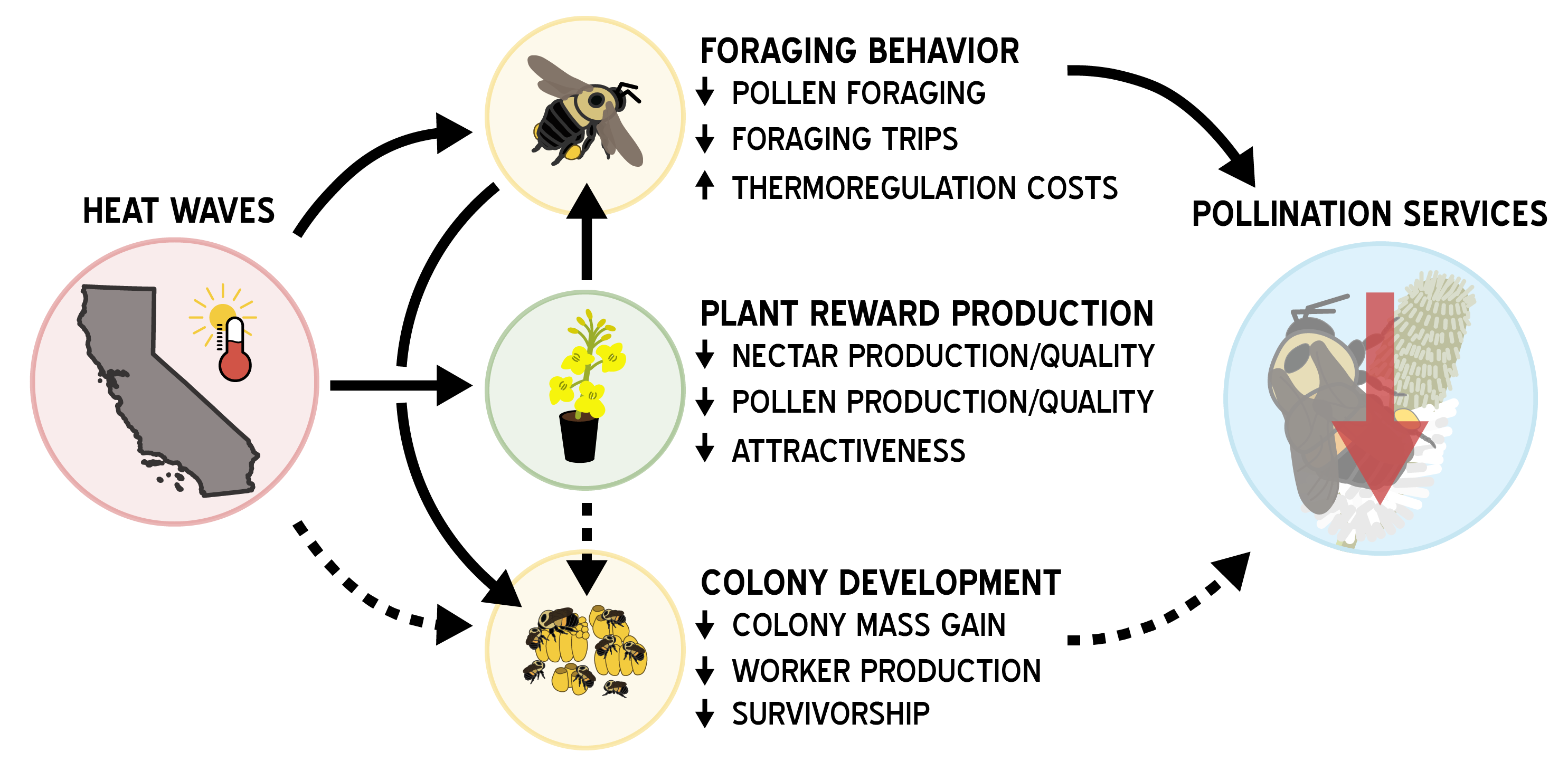 Hypothesized impact of the increasing frequency, duration, and intensity of heat waves on plant rewards and bumble bees and the ecological services they provide.
