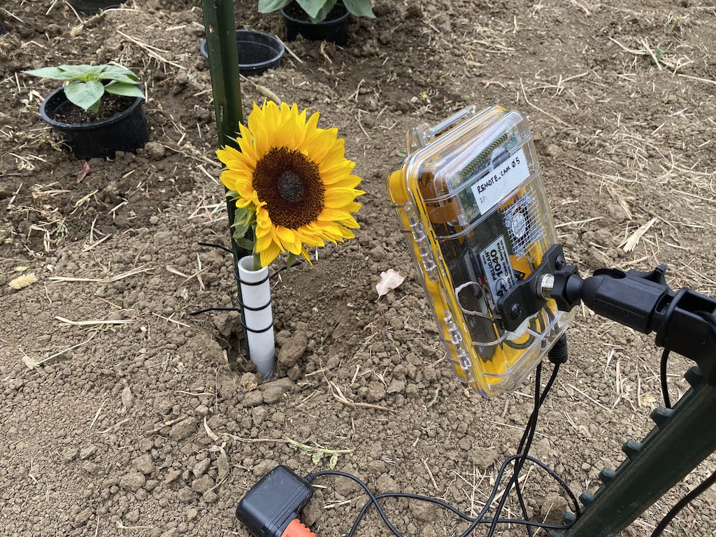 An automated camera trap used to continuously monitor sunflower pollination. We monitored sequentially planted flowers from May to September to understand how ambient temperature and heat waves impact the frequency and identity of insect visitors.
