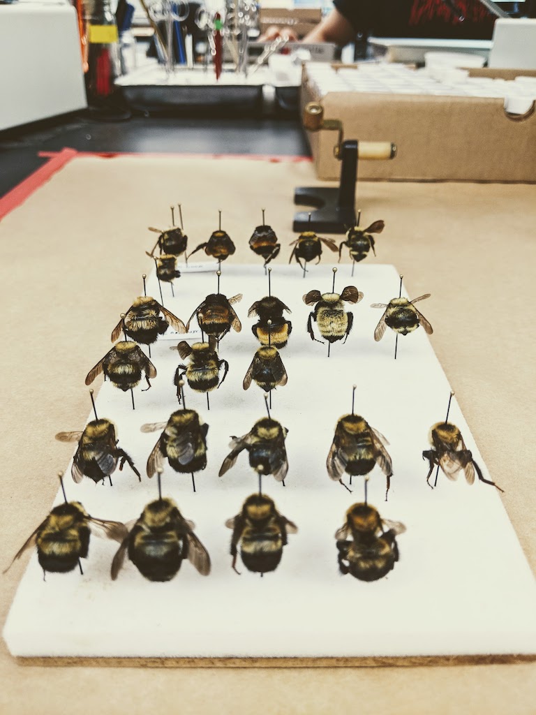 Bumble bees collected in a large-scale effort to document the occurrence and relative abundance of bumble bees in Central Wisconsin agriculultural landscapes