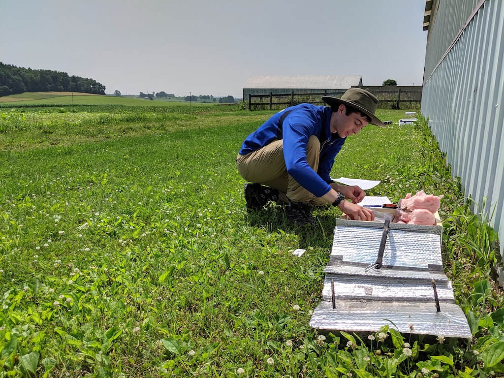 Stellar field assistant Grant Witynski checks on a bumble bee colony during a large-scale field experiment testing how temporal resource availability impacts bumble bee foraging and colony growth and reproduction. Arlington Experimental Research Farm