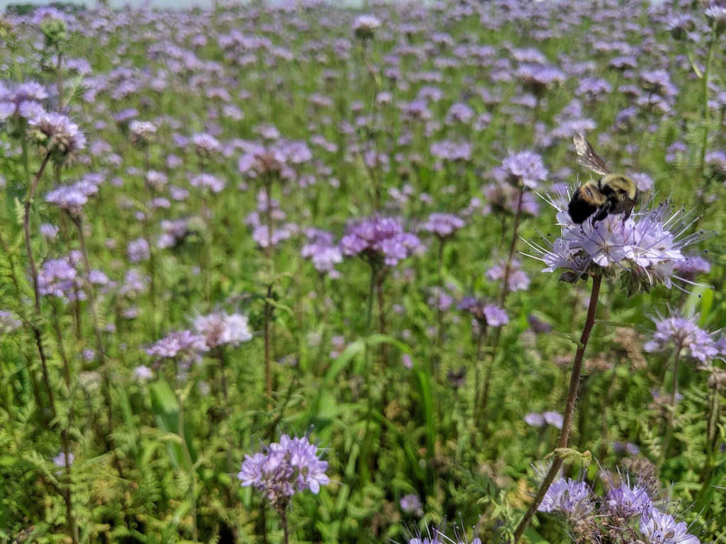 A worker brown belted bumble bee (Bombus griseocollis) forages on purple tansy (Phacelia tanacetifolia) flowers planted to test the impact of temporal resource avaialbility on bumble bee colony development.