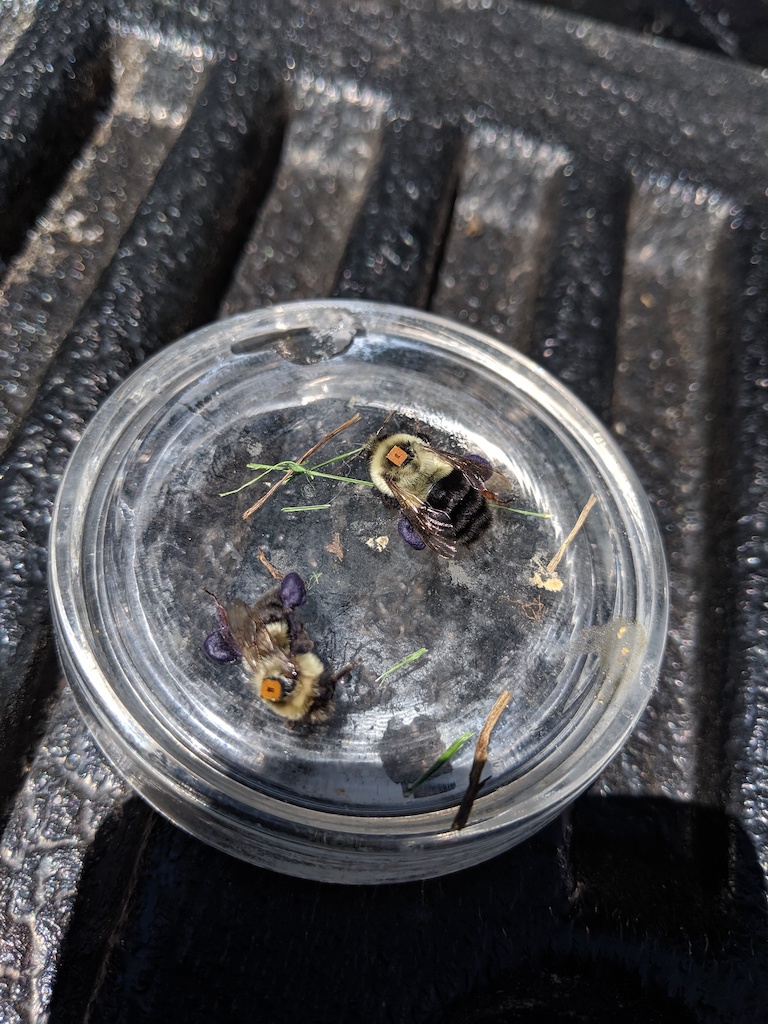 Worker common eastern bumble bees with newly affixed RFID tags that will track how much time they spend foraging. The dark, purple pollen of Phacelia can be seen attached to their rear legs.